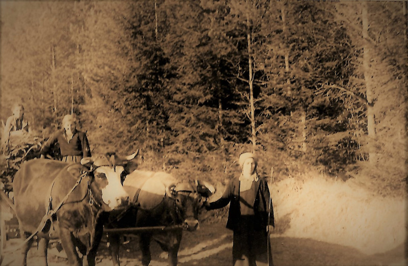  Anna Zeller mit Vaters Kühen auf Heimfahrt v. Himbach